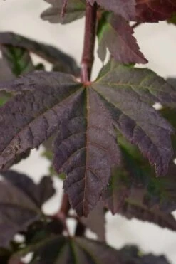 Burgundy Jewel Vine Maple (Acer Circinatum) - 1 Gallon Pot -Garden Plant Shop acer circinatum burgundy jewel vine maple 5 1