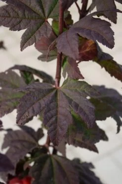 Burgundy Jewel Vine Maple (Acer Circinatum) - 5 Gallon Pot -Garden Plant Shop acer circinatum burgundy jewel vine maple 6