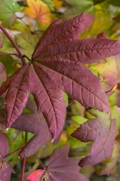 Burgundy Jewel Vine Maple (Acer Circinatum) - 5 Gallon Pot -Garden Plant Shop acer circinatum burgundy jewel vine maple 7