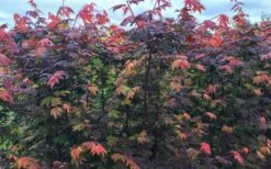 Burgundy Jewel Vine Maple (Acer Circinatum) - 1 Gallon Pot -Garden Plant Shop acer circinatum burgundy jewel vine maple 8 1