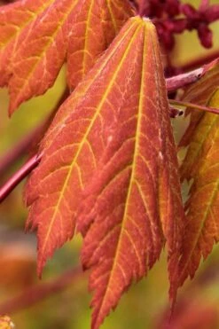 Emmett's Pumpkin Japanese Maple (Acer Japonicum) - 1 Gallon Pot -Garden Plant Shop acer japonicum emmets pumpkin japanese maple 1