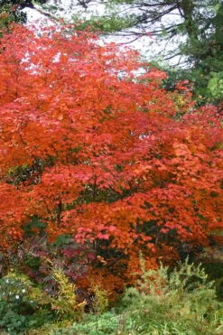 Emmett's Pumpkin Japanese Maple (Acer Japonicum) - 1 Gallon Pot -Garden Plant Shop acer japonicum emmets pumpkin japanese maple 9