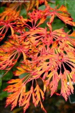 Fairy Lights Full Moon Japanese Maple - 3 Gallon Pot -Garden Plant Shop acer japonicum fairy lights full moon maple 3