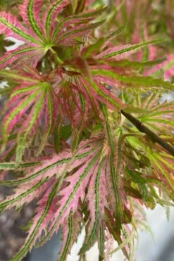 Abigail Rose Japanese Maple - 3 Gallon Pot -Garden Plant Shop acer palmatum abigail rose japanese maple 3