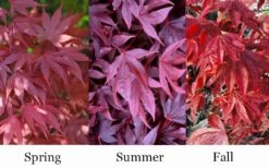 Adrian's Compact Japanese Maple - 5 Gallon Pot -Garden Plant Shop acer palmatum adrians compact japanese maple 12