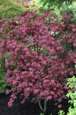 Amagi Shigure Japanese Maple - 3 Gallon Pot -Garden Plant Shop acer palmatum amagi shigure japanese maple 1