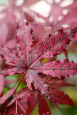 Amagi Shigure Japanese Maple - 3 Gallon Pot -Garden Plant Shop acer palmatum amagi shigure japanese maple 2