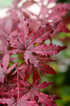 Amagi Shigure Japanese Maple - 3 Gallon Pot -Garden Plant Shop acer palmatum amagi shigure japanese maple 3
