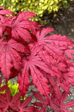 Amagi Shigure Japanese Maple - 3 Gallon Pot -Garden Plant Shop acer palmatum amagi shigure japanese maple 4