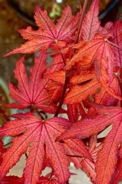 Amagi Shigure Japanese Maple - 3 Gallon Pot -Garden Plant Shop acer palmatum amagi shigure japanese maple 6