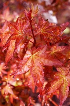 Beni Hime Dwarf Japanese Maple - 3 Gallon Pot -Garden Plant Shop acer palmatum beni hime japanese maple 23