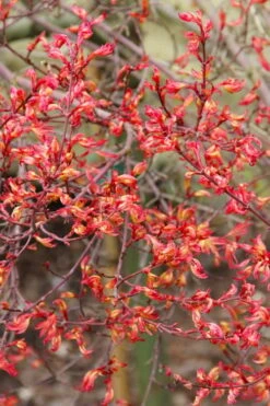 Beni Hime Dwarf Japanese Maple - 3 Gallon Pot -Garden Plant Shop acer palmatum beni hime japanese maple 5