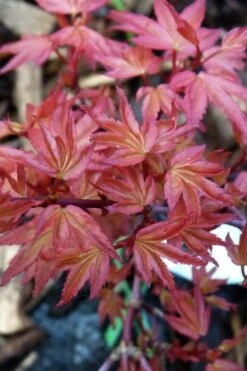 Beni Hime Dwarf Japanese Maple - 3 Gallon Pot -Garden Plant Shop acer palmatum beni hime japanese maple 8