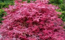 'Beni Maiko' Red Dancing Girl Japanese Maple - 1 Gallon Pot -Garden Plant Shop acer palmatum beni maiko japanese maple 2 1