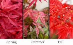'Beni Maiko' Red Dancing Girl Japanese Maple - 2 Gallon Pot -Garden Plant Shop acer palmatum beni maiko japanese maple 5