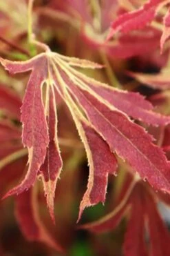 'Beni Shi En' Purple Smoke Japanese Maple - 3 Gallon Pot -Garden Plant Shop acer palmatum beni shi en japanese maple tree 15