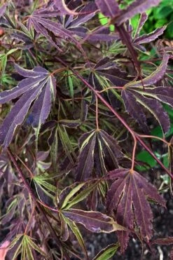 'Beni Shi En' Purple Smoke Japanese Maple - 3 Gallon Pot -Garden Plant Shop acer palmatum beni shi en japanese maple tree 20