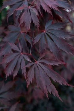 Black Lace Japanese Maple - 6 Gallon Pot -Garden Plant Shop acer palmatum black lace japanese maple 1