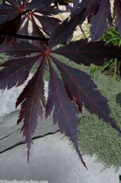 Black Lace Japanese Maple - 6 Gallon Pot -Garden Plant Shop acer palmatum black lace japanese maple 3