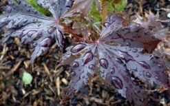 Black Lace Japanese Maple - 6 Gallon Pot -Garden Plant Shop acer palmatum black lace japanese maple 4