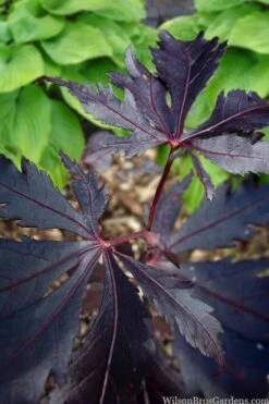 Black Lace Japanese Maple - 6 Gallon Pot -Garden Plant Shop acer palmatum black lace japanese maple 5
