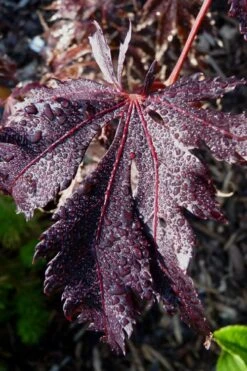 Black Lace Japanese Maple - 6 Gallon Pot -Garden Plant Shop acer palmatum black lace japanese maple 7
