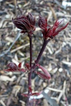 Black Lace Japanese Maple - 6 Gallon Pot -Garden Plant Shop acer palmatum black lace japanese maple 8
