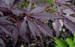 Black Lace Japanese Maple - 6 Gallon Pot -Garden Plant Shop acer palmatum black lace japanese maple 9