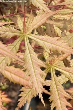 Blonde Beauty Japanese Maple - 3 Gallon Pot