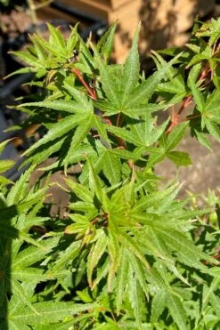 Corvallis Broom Dwarf Coral Bark Japanese Maple - 3 Gallon Pot -Garden Plant Shop acer palmatum corvallis broom dwarf coral bark japanese maple 3