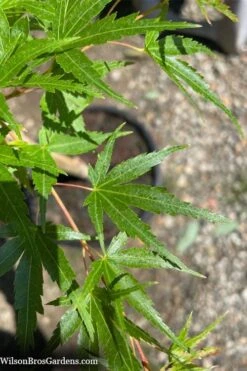 Corvallis Broom Dwarf Coral Bark Japanese Maple - 3 Gallon Pot -Garden Plant Shop acer palmatum corvallis broom dwarf coral bark japanese maple 5