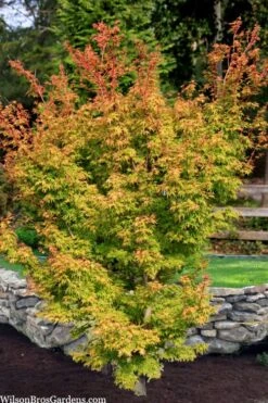 Corvallis Broom Dwarf Coral Bark Japanese Maple - 3 Gallon Pot -Garden Plant Shop acer palmatum corvallis broom dwarf coral bark japanese maple 7
