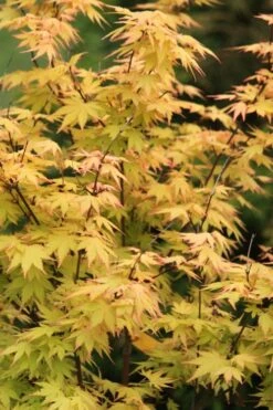 Spring Orange Japanese Maple (Acer Palmatum 'Daidai Haru) - 3 Gallon Pot -Garden Plant Shop acer palmatum daidai haru japanese maple 3