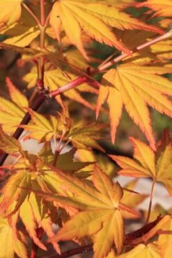 Spring Orange Japanese Maple (Acer Palmatum 'Daidai Haru) - 3 Gallon Pot -Garden Plant Shop acer palmatum daidai haru spring orange japanese maple 4