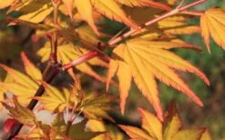 Spring Orange Japanese Maple (Acer Palmatum 'Daidai Haru) - 3 Gallon Pot -Garden Plant Shop acer palmatum daidai haru spring orange japanese maple 5