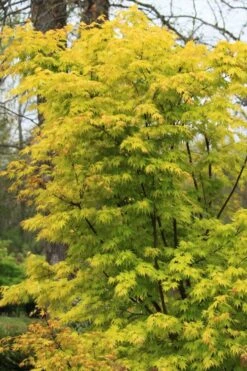 Spring Orange Japanese Maple (Acer Palmatum 'Daidai Haru) - 3 Gallon Pot -Garden Plant Shop acer palmatum daidai haru spring orange japanese maple 7