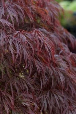Crimson Queen Dwarf Japanese Maple (High Graft Tree Form) - 2 Gallon Pot -Garden Plant Shop acer palmatum dissectum crimson queen leaves