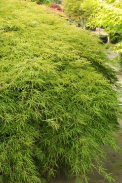 Otto's Dissectum Japanese Maple (Acer Palmatum) - 5 Gallon Pot -Garden Plant Shop acer palmatum dissectum ottos japanese maple 1