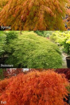 Otto's Dissectum Japanese Maple (Acer Palmatum) - 5 Gallon Pot -Garden Plant Shop acer palmatum dissectum ottos japanese maple 2
