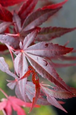 Dragon Tears Japanese Maple - 3 Gallon Pot -Garden Plant Shop acer palmatum dragon tears japanese maple 1