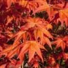 Dragon Tears Japanese Maple - 3 Gallon Pot