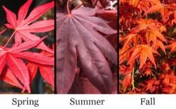 Dragon Tears Japanese Maple - 3 Gallon Pot -Garden Plant Shop acer palmatum dragon tears japanese maple 6