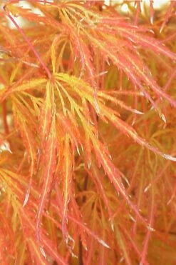 Edgewood's Golden Japanese Maple - 3 Gallon Pot -Garden Plant Shop acer palmatum edgewoods golden 1