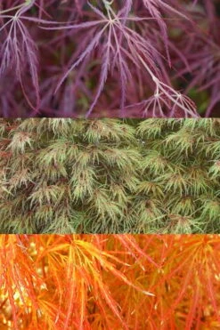 Edgewood's Golden Japanese Maple - 3 Gallon Pot -Garden Plant Shop acer palmatum edgewoods golden 4