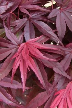 Emperor 1 Japanese Maple - 2 Gallon Pot -Garden Plant Shop acer palmatum emperor 1 japanese maple 20 3