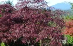 English Lace Japanese Maple - 6 Gallon Pot*B5 -Garden Plant Shop acer palmatum english lace japanese maple 1