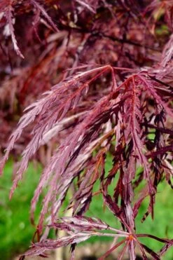 English Lace Japanese Maple - 6 Gallon Pot*B5 -Garden Plant Shop acer palmatum english lace japanese maple 2