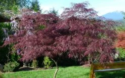 English Lace Japanese Maple - 6 Gallon Pot*B5 -Garden Plant Shop acer palmatum english lace japanese maple 5