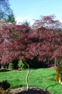 English Lace Japanese Maple - 6 Gallon Pot*B5 -Garden Plant Shop acer palmatum english lace japanese maple 6