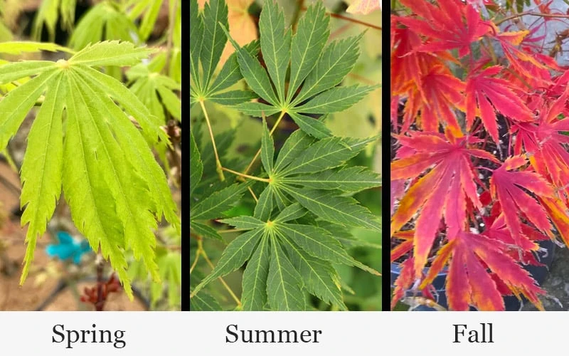 Fascination Japanese Maple - 3 Gallon Pot 5 Fascination Japanese Maple - 3 Gallon Pot - Image 5